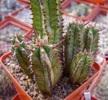Euphorbia horrida - ,     ,    !