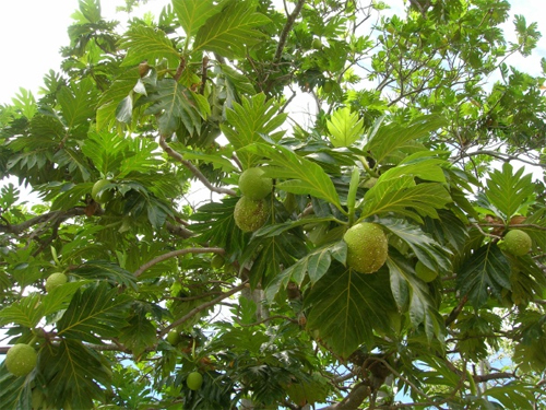   (Artocarpus altilis)