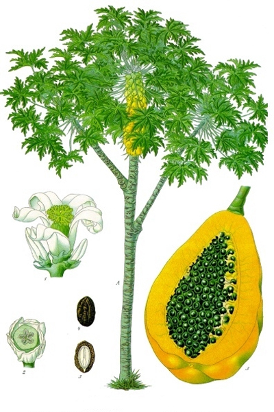 .     Köhler's Medizinal-Pflanzen (1887)