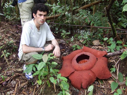   (Rafflesia arnoldii)  .