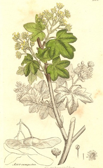        English botany; or, coloured figures of British plants,  3, , 1836
