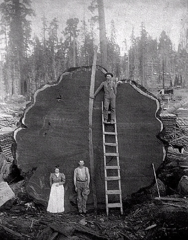   ()      Sequoia, 1892 .