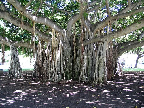  (Banyan)    (Ficus benghalensis)