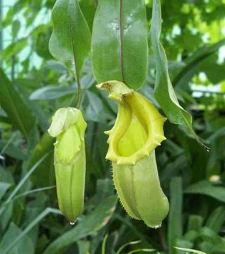  (Nepenthes) - -,              