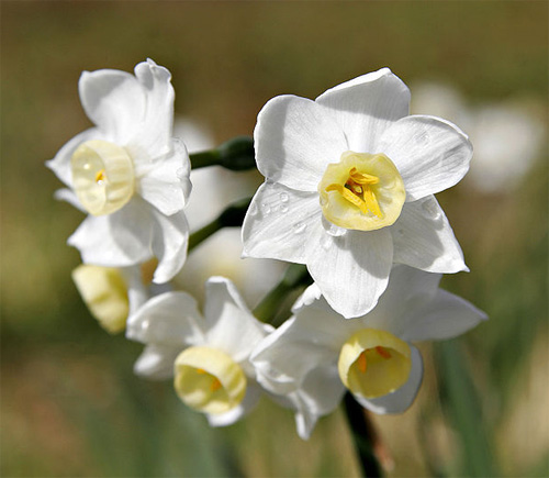  (Narcissus)