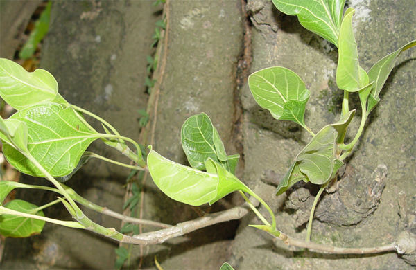   (Ficus krishnae)