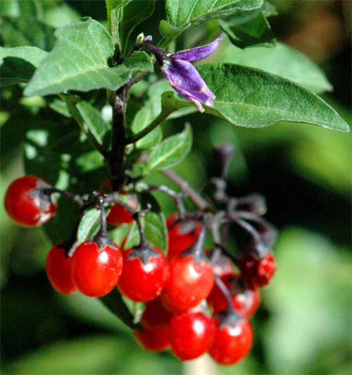   - (Solanum dulcamara)