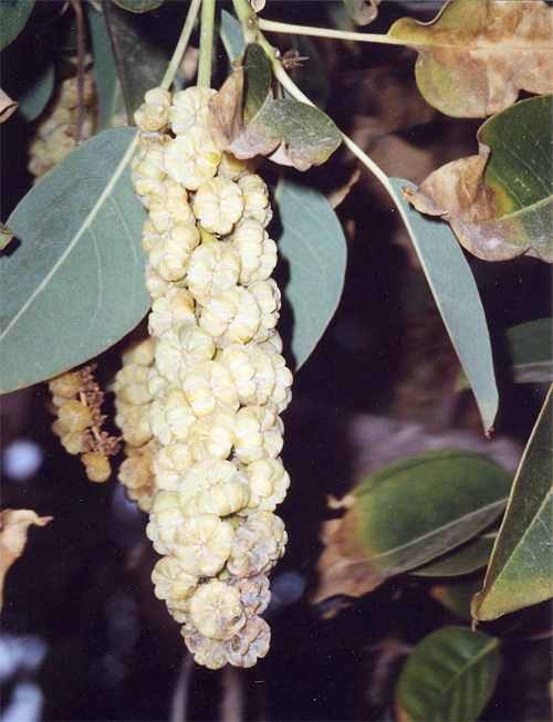    (Phytolacca dioica).