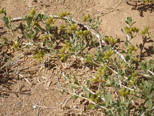   (Nitraria sibirica)   Zygophyllaceae
