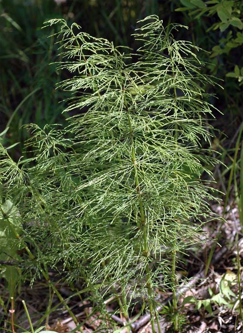  , (Equisetum sylvaticum)