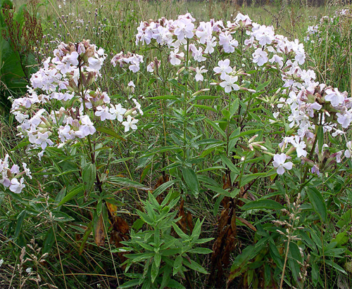   (Saponaria officinalis).    