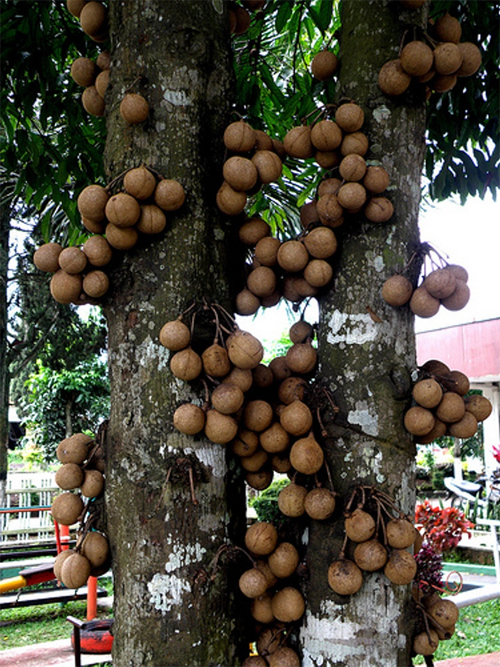   (. Stelechocarpus burakol)