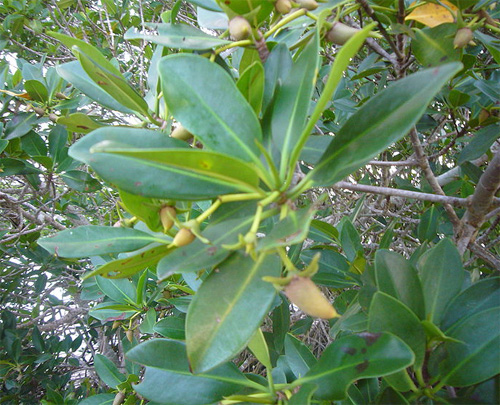      ,    (. Rhizophora mangle)