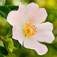 Шиповник (Rosa cinnamomea)