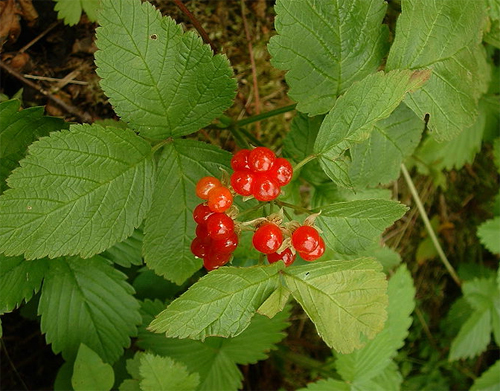  (Rubus saxatilis)