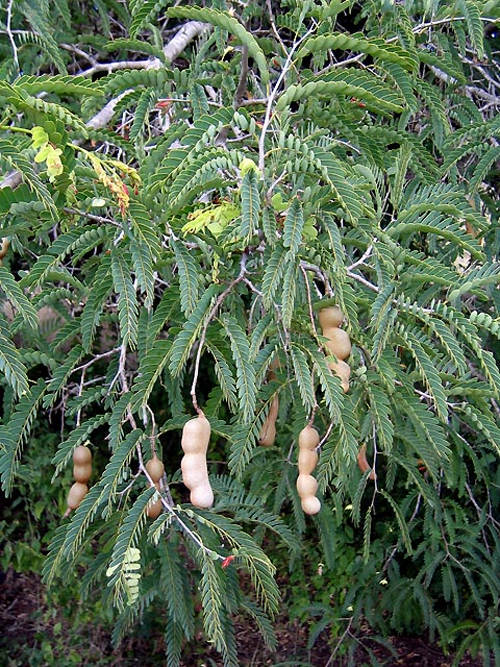  ,    (Tamarindus indica)
