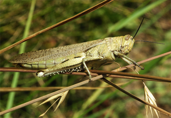   (Locusta migratoria)