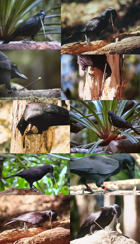   (Corvus moneduloides)