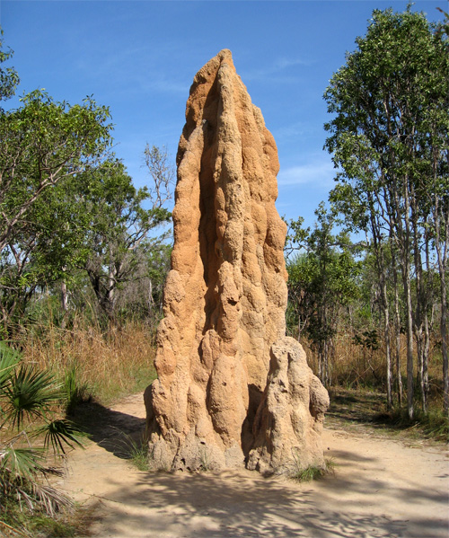   Nasutitermes triodiae (Termitidae)  5     50  (Litchfield National Park, Northern Territory, ).